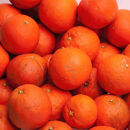 ［先行予約］家庭用&nbsp;セミノールオレンジ10kg+250g（傷み補償分）［春みかん］［訳あり］［光センサー食べ頃出荷］［IKE274］