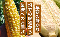 ［ご家庭用におすすめ］訳アリ&nbsp;潮風ベイビー&nbsp;2kg&nbsp;ヤングコーン&nbsp;ゴールド&nbsp;ベビーコーン&nbsp;グリル&nbsp;付け合わせ野菜&nbsp;BBQ&nbsp;焼き野菜&nbsp;和歌山県&nbsp;白浜町