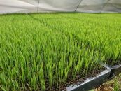【2026年度産】湯布院産&nbsp;おおくぼさんちの美味しい&nbsp;白米&nbsp;5g【ひとめぼれ】【ポイント交換専用】