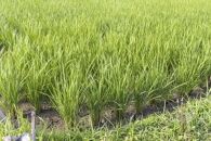 【2026年度産】湯布院産&nbsp;おおくぼさんちの美味しい&nbsp;白米&nbsp;5g【ひとめぼれ】【ポイント交換専用】