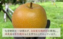 【定期便&nbsp;全3回／2027年8～10月発送】＜旬の梨おまかせ5kg・6-14玉＞×3回（自家製有機肥料・減農薬・化学肥料無使用）【ポイント交換専用】