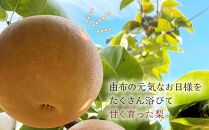 【定期便&nbsp;全3回／2027年8～10月発送】＜旬の梨おまかせ5kg・6-14玉＞×3回（自家製有機肥料・減農薬・化学肥料無使用）【ポイント交換専用】