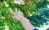 【由布の自然体験セット】野草研究会お散歩コース・カフェチケットセット&nbsp;1名様分【木草舎ーもくそうやー】【ポイント交換専用】