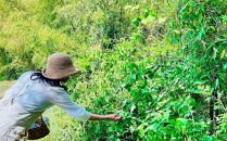 【由布の自然体験セット】野草研究会お散歩コース・カフェチケットセット&nbsp;1名様分【木草舎ーもくそうやー】【ポイント交換専用】