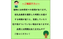 トキワマンサク　プラムゴージャス　7号鉢【プラス樹】
