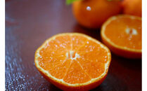 【瀬戸内マルシェが選ぶ】ハウスさぬき紅みかん　小粒１kg（2027年６月中旬より発送）