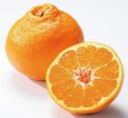 ◆先行予約◆大人気の春柑橘！和歌山県有田郡内産 はるみ 4kg(赤秀)【2023年1月下旬以降出荷】