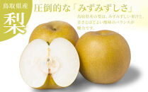 【先行予約】訳あり&nbsp;数量限定&nbsp;鳥取県産&nbsp;新甘泉（しんかんせん）&nbsp;約5kg&nbsp;（10～18玉）≪2026年9月中旬頃出荷≫&nbsp;【鳥取県&nbsp;境港市】