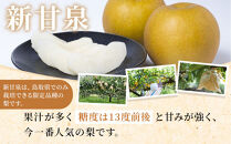 【先行予約】訳あり&nbsp;数量限定&nbsp;鳥取県産&nbsp;新甘泉（しんかんせん）&nbsp;約5kg&nbsp;（10～18玉）≪2026年9月中旬頃出荷≫&nbsp;【鳥取県&nbsp;境港市】