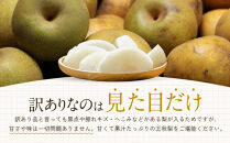 訳あり&nbsp;数量限定&nbsp;鳥取県産&nbsp;王秋梨（おうしゅうなし）&nbsp;約5kg&nbsp;（7～15玉）≪2026年11月中旬頃出荷≫&nbsp;【鳥取県&nbsp;境港市】