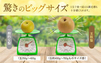 訳あり&nbsp;数量限定&nbsp;鳥取県産&nbsp;王秋梨（おうしゅうなし）&nbsp;約5kg&nbsp;（7～15玉）≪2026年11月中旬頃出荷≫&nbsp;【鳥取県&nbsp;境港市】