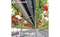 紅ほっぺソルベ&nbsp;紅ほっぺみるくセット（各3個入）【配送不可：離島】