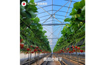紅ほっぺソルベ&nbsp;紅ほっぺみるくセット（各3個入）【配送不可：離島】