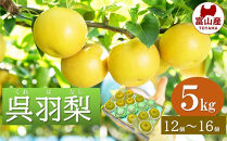 富山&nbsp;大和百貨店&nbsp;選定　呉羽梨　幸水　5kg（12個～16個入）|富山市&nbsp;百貨店選定&nbsp;富山の特産品&nbsp;和梨&nbsp;フルーツ&nbsp;果物&nbsp;甘み豊か&nbsp;みずみずしい&nbsp;厳選出荷&nbsp;人気&nbsp;おすすめ&nbsp;秋の味覚&nbsp;旬の果実&nbsp;国産&nbsp;フルーツギフト&nbsp;贈答用&nbsp;家庭用&nbsp;ジューシー&nbsp;高糖度&nbsp;新鮮&nbsp;果肉たっぷり&nbsp;食後デザート&nbsp;富山県産&nbsp;季節限定&nbsp;お取り寄せ&nbsp;ふるさと納税