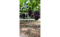 高妻&nbsp;約1.2～1.5kg（2房入り）【2026年8月上旬以降発送】