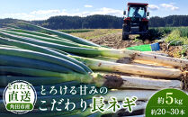 【先行予約】とれたて直送&nbsp;角田市産！とろける甘みの「こだわり長ネギ」&nbsp;約5kg&nbsp;（約20本～30本）【11月上旬以降発送】|&nbsp;新鮮&nbsp;産地直送