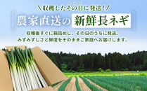 【先行予約】とれたて直送&nbsp;角田市産！とろける甘みの「こだわり長ネギ」&nbsp;約5kg&nbsp;（約20本～30本）【11月上旬以降発送】|&nbsp;新鮮&nbsp;産地直送
