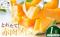 【2026年8月下旬より順次発送】関根農園の赤肉メロン&nbsp;1.5kg〜2kg程度×1玉　｜フルーツ