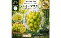 【2026年】薄皮でパリッ！大粒シャインマスカット２房（約1～1.2kg）８ふぁーむ|&nbsp;&nbsp;シャインマスカット&nbsp;大粒&nbsp;薄皮&nbsp;人気&nbsp;おすすめ&nbsp;フルーツ&nbsp;果物&nbsp;ぶどう&nbsp;マスカット&nbsp;旬&nbsp;産地直送&nbsp;送料無料&nbsp;長野県&nbsp;長野市&nbsp;信州&nbsp;信濃&nbsp;ふるさと納税
