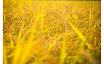 【令和8年産&nbsp;新米予約&nbsp;全6回定期便】南魚沼産コシヒカリ「瑞雪」白米5kg×6回&nbsp;新潟県の特A地区南魚沼市の美味しいお米【定期便&nbsp;銘柄米&nbsp;ブランド米&nbsp;精米&nbsp;こしひかり&nbsp;コシヒカリ&nbsp;魚沼産&nbsp;新潟米&nbsp;産地直送&nbsp;お米&nbsp;米&nbsp;こめ&nbsp;コメ&nbsp;ご飯&nbsp;御飯&nbsp;ごはん】【令和8年10月上旬より順次発送予定】