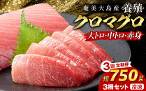 【3回定期便】奄美大島産養殖クロマグロ&nbsp;3柵セット&nbsp;750g以上
