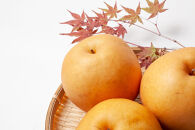 梨&nbsp;新高&nbsp;約3kg&nbsp;5～7玉&nbsp;2026年分先行予約&nbsp;10月中旬～順次発送&nbsp;吉川果樹園&nbsp;にいたか&nbsp;なし&nbsp;ナシ&nbsp;和梨&nbsp;大玉&nbsp;ジャンボ&nbsp;フルーツ&nbsp;果物&nbsp;旬の果物&nbsp;旬の味覚&nbsp;旬のフルーツ&nbsp;国産&nbsp;産地直送&nbsp;旬&nbsp;完熟&nbsp;高糖度&nbsp;甘さ&nbsp;酸味&nbsp;シャリ感&nbsp;ジューシー&nbsp;デザート&nbsp;数量限定&nbsp;季節限定