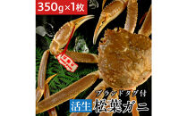 タグ付き&nbsp;活生松葉蟹×1枚（350g前後）【鳥取県&nbsp;境港市】