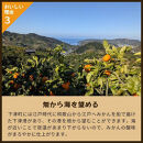 とれたてしもつみかん&nbsp;3kg&nbsp;家庭用｜和歌山県海南市の下津みかんを産地直送でお届け［2026年11月発送開始］