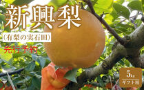有梨の実石田&nbsp;新興梨(ギフト用)5kg(10月中旬から発送）｜鳥取県&nbsp;梨&nbsp;なし&nbsp;新興&nbsp;しんこう&nbsp;シンコウ　期間限定&nbsp;送料無料&nbsp;鳥取&nbsp;三朝町　旬　和梨　ナシ　果物フルーツ　くだもの　ギフト　国産　期間限定　季節限定&nbsp;産地直送　新鮮　新興梨　鳥取県産梨　フレッシュ　お取り寄せ　贈答品