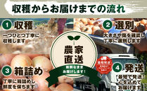 【先行予約】農家直送&nbsp;低農薬&nbsp;旭川産&nbsp;玉ねぎＬサイズ10kg(2026年9月発送開始予定)_06552