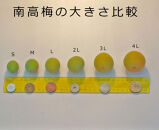 ［梅干・梅酒用］大玉4Lサイズ約10kg熟南高&nbsp;生梅&nbsp;＜2027年6月上旬～7月中旬発送予定＞［ART22］