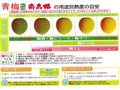 ［梅干・梅酒用］大玉4Lサイズ約10kg熟南高&nbsp;生梅&nbsp;＜2027年6月上旬～7月中旬発送予定＞［ART22］