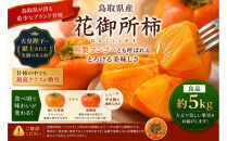 【先行予約】【鳥取市産・良品】花御所柿&nbsp;約5kg｜甘柿最高クラスの糖度&nbsp;追熟でとろける食感&nbsp;和製マンゴーとも称される希少ブランド柿