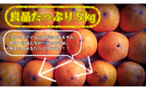 【先行予約】【鳥取市産・良品】花御所柿&nbsp;約5kg｜甘柿最高クラスの糖度&nbsp;追熟でとろける食感&nbsp;和製マンゴーとも称される希少ブランド柿