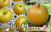 【2027年8月下旬以降より発送】旬の梨おまかせ約5kg・6-14玉（自家製有機肥料・減農薬・化学肥料無使用）