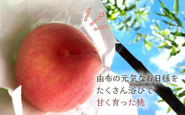 【2027年8月中旬以降より発送】旬の桃おまかせ約3kg・5～8玉（自家製有機肥料・減農薬・化学肥料無使用）