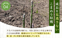 【先行予約】【訳あり】露地物朝採りアスパラ&nbsp;1kg（500g×2）鮮度保持フィルム入り(2027年5月中旬発送開始予定)&nbsp;【&nbsp;アスパラ&nbsp;アスパラガス&nbsp;朝採り&nbsp;とれたて&nbsp;野菜&nbsp;旬&nbsp;小分け&nbsp;保存&nbsp;産直&nbsp;産地直送&nbsp;お取り寄せ&nbsp;旭川市&nbsp;北海道&nbsp;】_06553