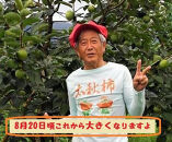 甘柿　太秋柿&nbsp;輝太郎柿&nbsp;詰合せ&nbsp;3L9個入2.3kg以上&nbsp;白箱入り【2026年10月15日頃より発送】