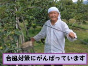 甘柿　太秋柿&nbsp;輝太郎柿&nbsp;詰合せ&nbsp;3L9個入2.3kg以上&nbsp;白箱入り【2026年10月15日頃より発送】