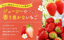 【2027年発送！3か月定期便】2Lサイズ&nbsp;静岡いちご「紅ほっぺ」40粒　総重量約600ｇ　【20粒（約300ｇ）×2トレイ】&nbsp;数量限定　人気　リピート多数