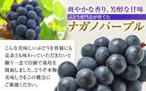 タマファーム　長野市産&nbsp;ナガノパープル&nbsp;粒パック&nbsp;ご家庭用&nbsp;1.2kg（300g×4パック）&nbsp;|&nbsp;ナガノパープル&nbsp;ぶどう&nbsp;葡萄&nbsp;フルーツ&nbsp;果物&nbsp;家庭用&nbsp;人気&nbsp;おすすめ&nbsp;タマファーム&nbsp;直送&nbsp;&nbsp;&nbsp;送料無料&nbsp;長野県&nbsp;長野市&nbsp;信州&nbsp;信濃&nbsp;ふるさと納税