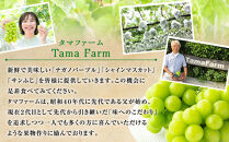 タマファーム　長野市産&nbsp;ナガノパープル&nbsp;粒パック&nbsp;ご家庭用&nbsp;1.2kg（300g×4パック）&nbsp;|&nbsp;ナガノパープル&nbsp;ぶどう&nbsp;葡萄&nbsp;フルーツ&nbsp;果物&nbsp;家庭用&nbsp;人気&nbsp;おすすめ&nbsp;タマファーム&nbsp;直送&nbsp;&nbsp;&nbsp;送料無料&nbsp;長野県&nbsp;長野市&nbsp;信州&nbsp;信濃&nbsp;ふるさと納税