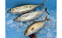 【訳あり】御前崎港直送！鮮魚おまかせセット&nbsp;地魚&nbsp;詰め合わせ