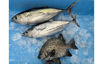【訳あり】御前崎港直送！鮮魚おまかせセット&nbsp;地魚&nbsp;詰め合わせ