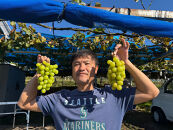 有田巨峰村三木と園のあま～い露地栽培種ありシャインマスカット&nbsp;約1kg（2房）［2026年10月より順次発送］