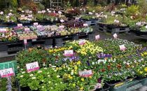 「季節の花苗セット」と「花の培養土」約９リットル