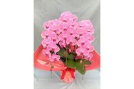 胡蝶蘭　3本立　ピンク　３３輪前後（蕾含む）
