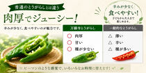 【先行予約・2026年7月発送】万願寺とうがらし（京野菜）1kg（目安30～35本）&nbsp;|京都&nbsp;野菜&nbsp;人気セット［&nbsp;京都&nbsp;野菜&nbsp;万願寺&nbsp;とうがらし&nbsp;ご当地&nbsp;人気&nbsp;おすすめ&nbsp;定番&nbsp;セット&nbsp;おいしい&nbsp;ご自宅用&nbsp;お取り寄せ&nbsp;通販&nbsp;送料無料&nbsp;ふるさと納税&nbsp;］