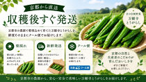 【先行予約・2026年7月発送】万願寺とうがらし（京野菜）1kg（目安30～35本）&nbsp;|京都&nbsp;野菜&nbsp;人気セット［&nbsp;京都&nbsp;野菜&nbsp;万願寺&nbsp;とうがらし&nbsp;ご当地&nbsp;人気&nbsp;おすすめ&nbsp;定番&nbsp;セット&nbsp;おいしい&nbsp;ご自宅用&nbsp;お取り寄せ&nbsp;通販&nbsp;送料無料&nbsp;ふるさと納税&nbsp;］
