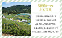 ［先行予約］朝採りシャインマスカット&nbsp;約2kg&nbsp;［2026年8月中旬以降順次発送］